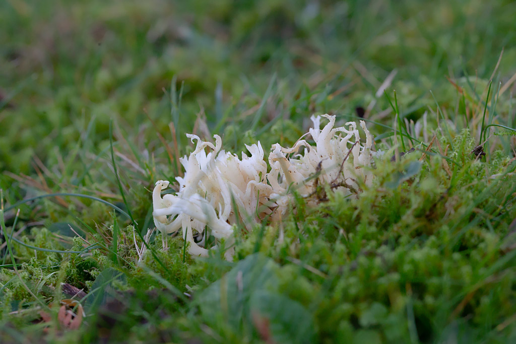 Clavulina cristata 2.jpg
