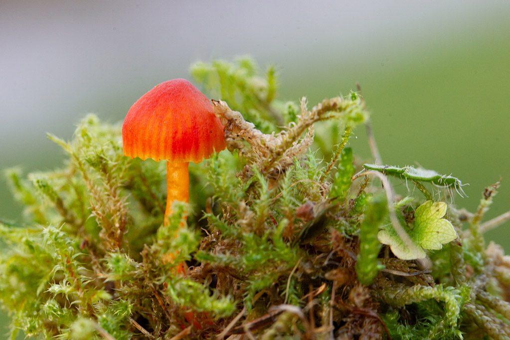 Hygrocybe cantharellus 2.jpg
