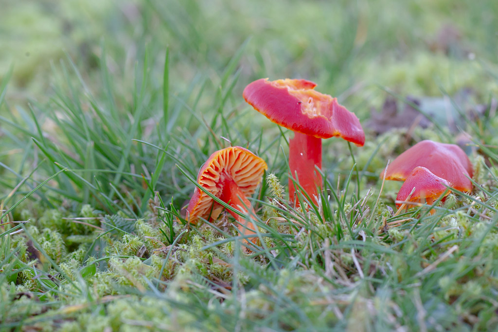Hygrocybe coccinea.jpg