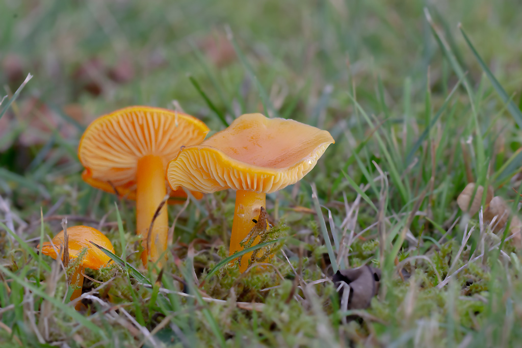 Hygrocybe quieta.jpg