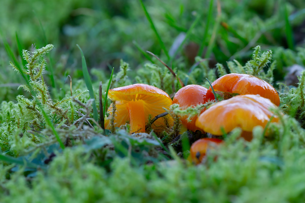 Hygrocybe chlorophana var. aurantiaca.jpg