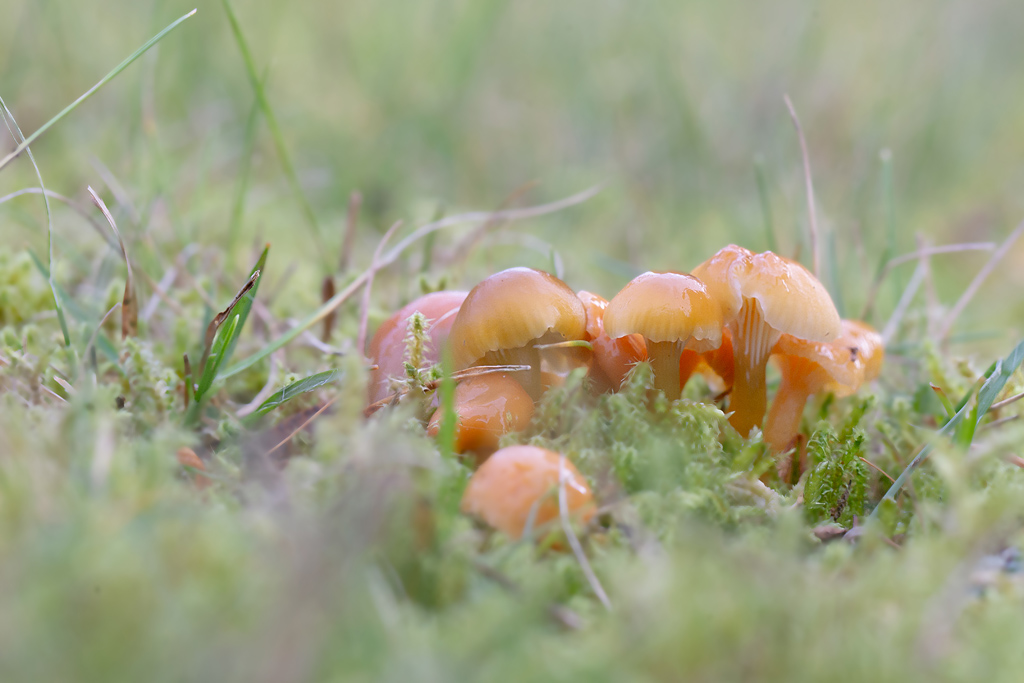 Hygrocybe laeta  2.jpg