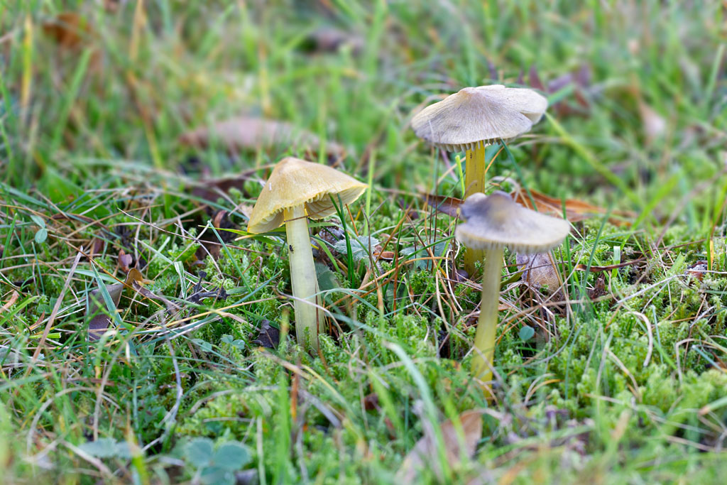 Hygrocybe conica var. tistis 3.jpg