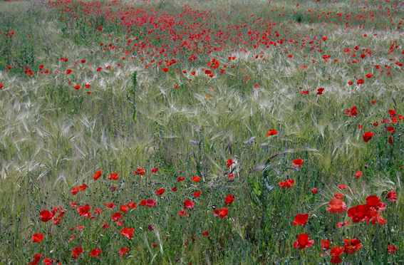 IMGP4034-copie.jpg