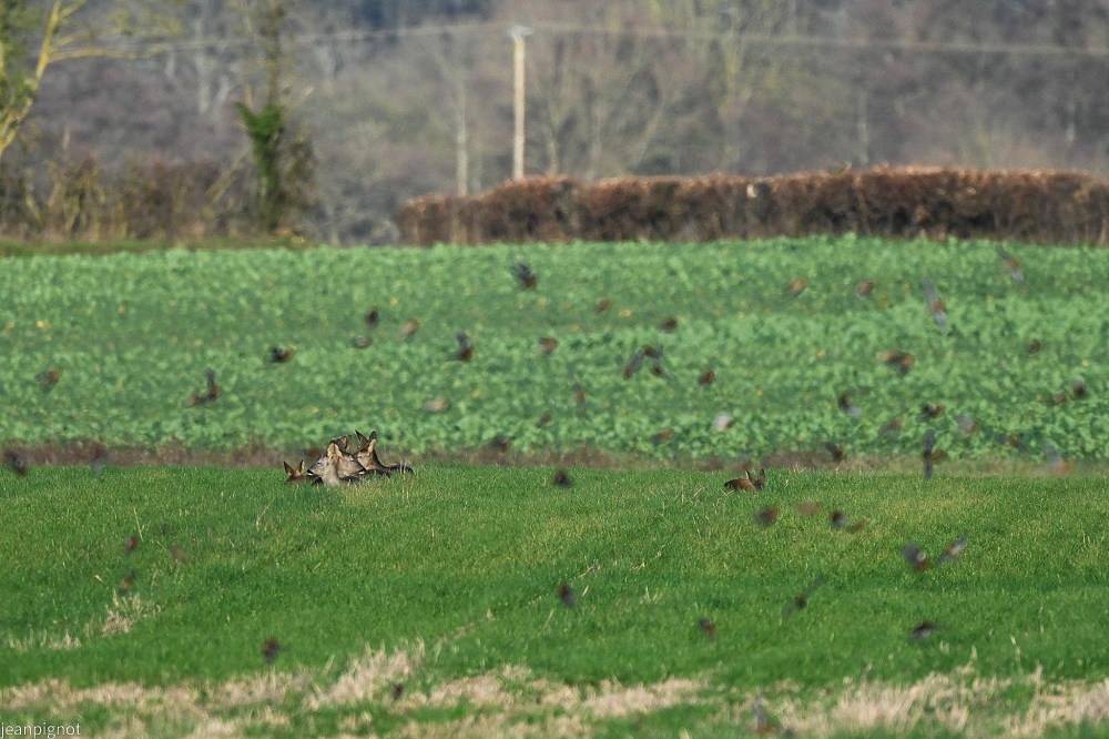 N3 chevreuils en trous de cerure avec les pinsons.JPG