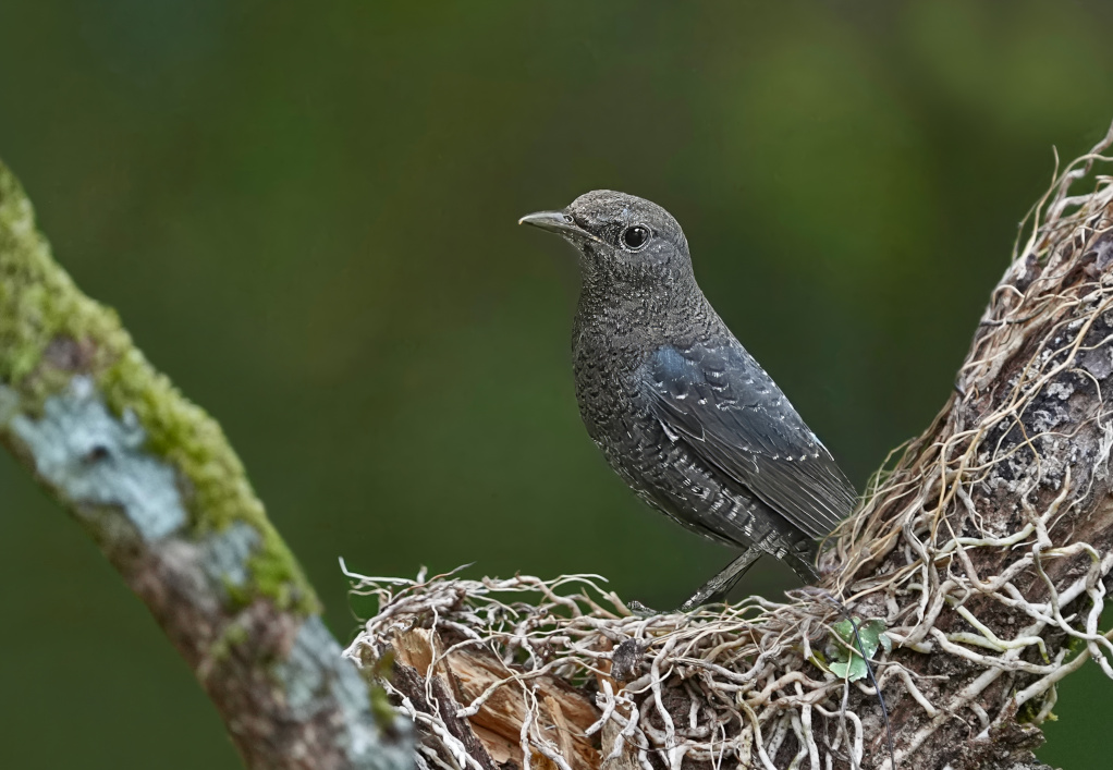156 Monticole bleu - Chiang Dao(t) -.JPG