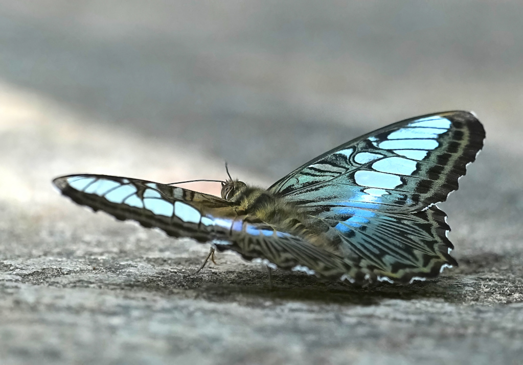 161 Papillon - chiang Dao(t).JPG