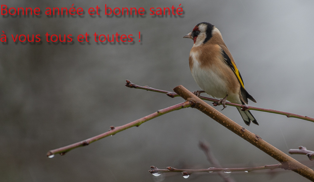 Chardonneret élégant.jpg