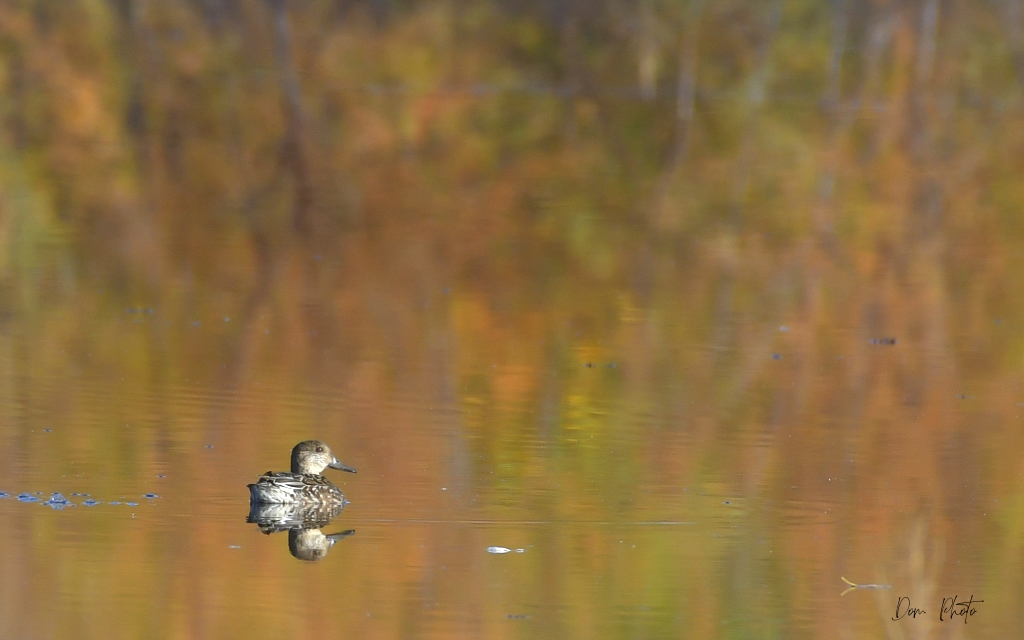 DSC_1292IN.jpg