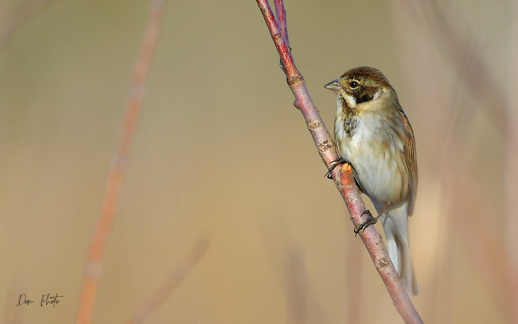 DSC_2044IN.jpg