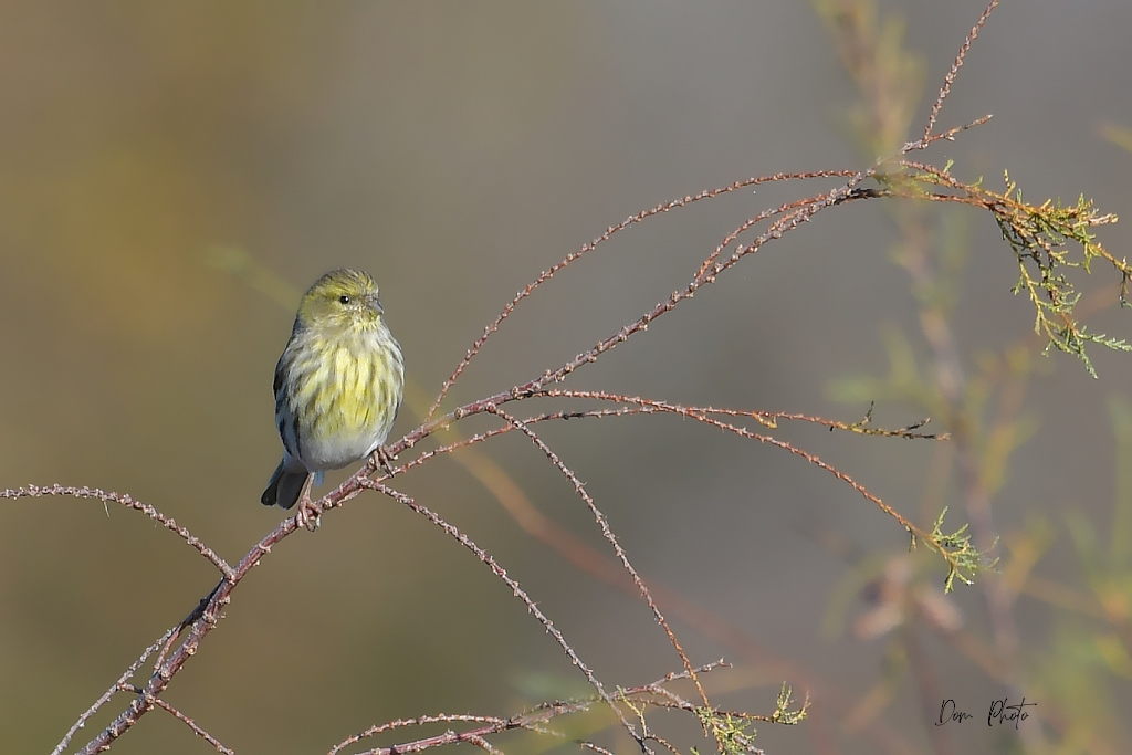 DSC_1692IN.jpg