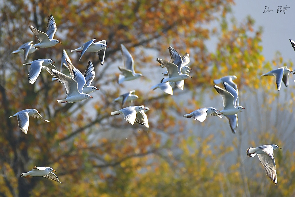 DSC_1588IN.jpg