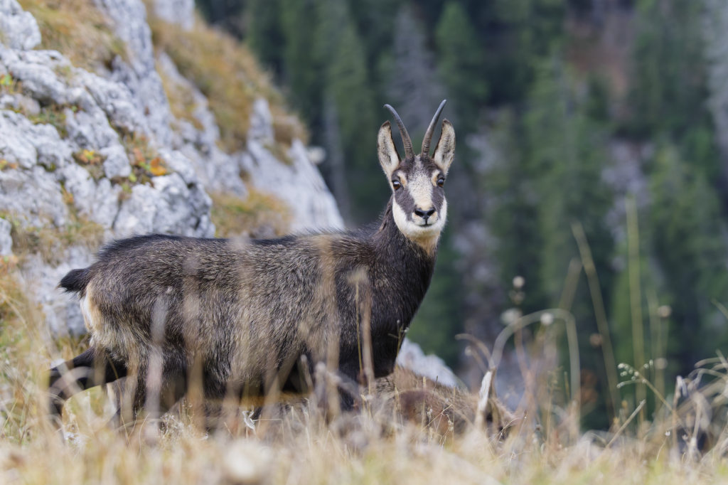 Chamois nov 2025-38.jpg