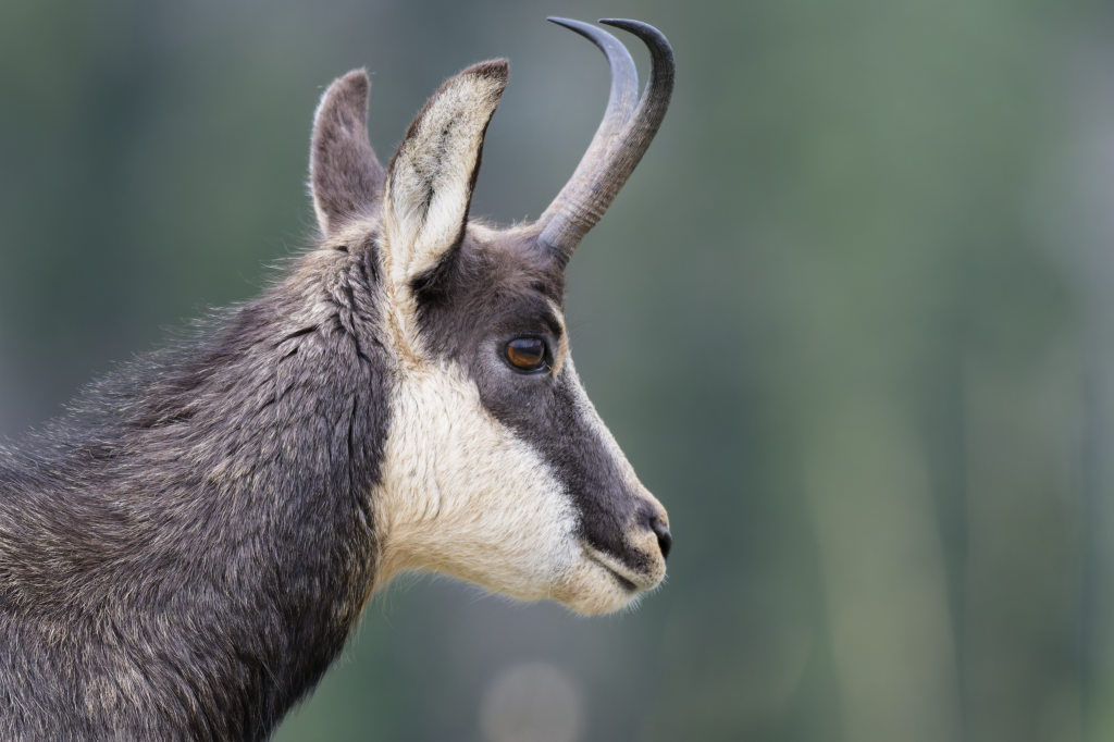Chamois nov 2025-39.jpg