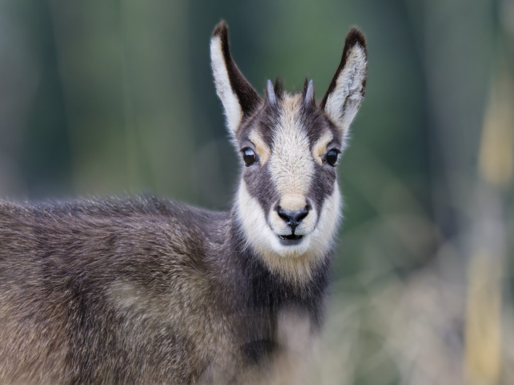 Chamois nov 2025-43.jpg