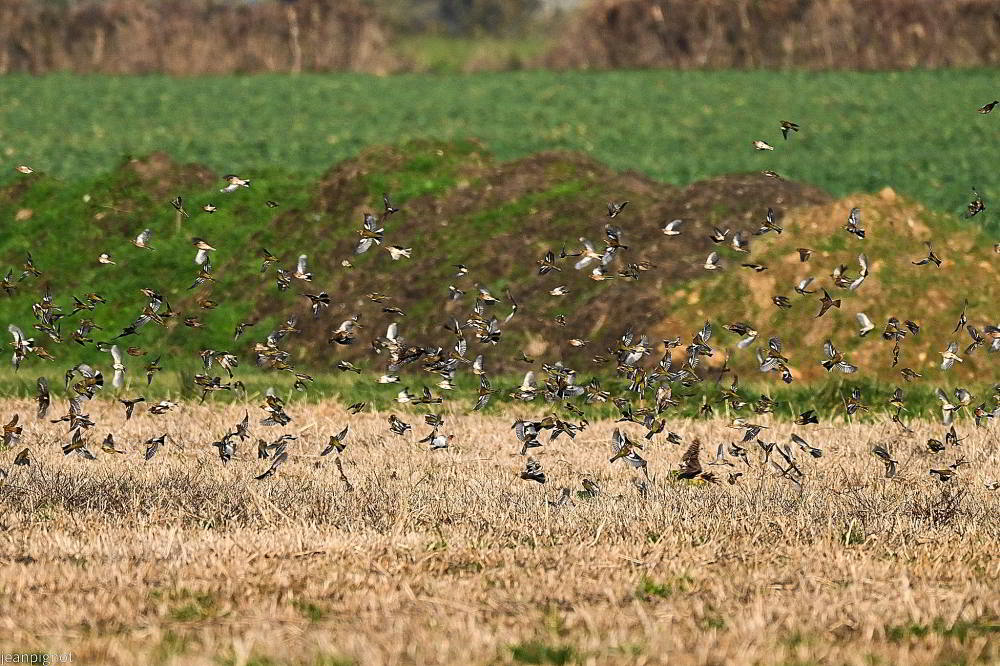 DSC_1759_001DSC_1759_03.JPG