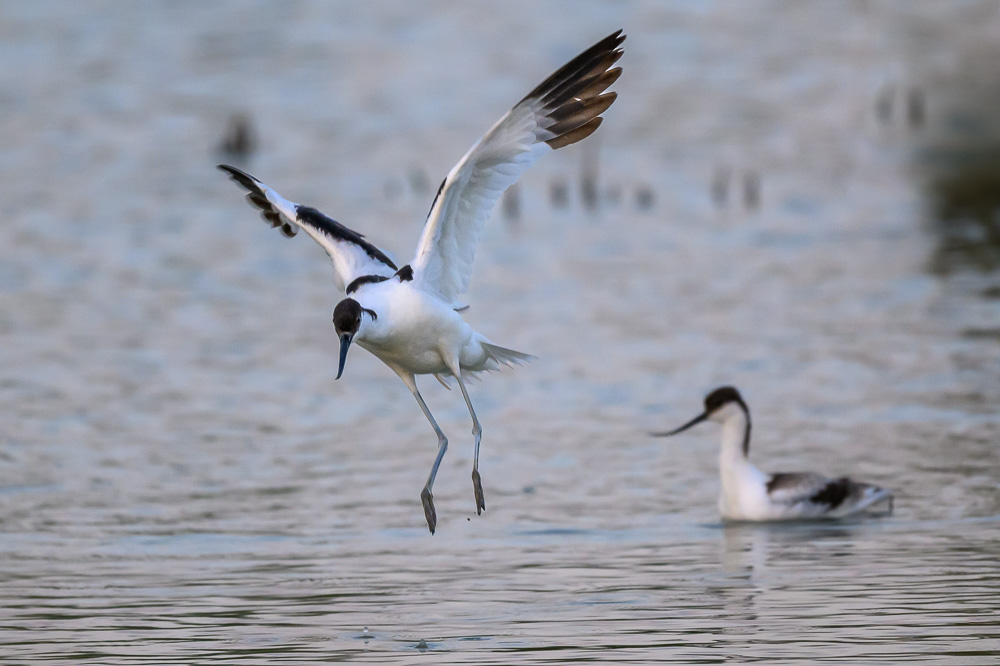 avocette-5.jpg