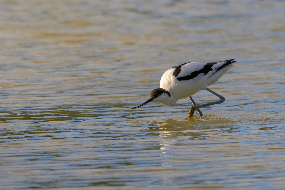 avocette-6.jpg