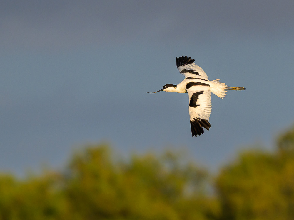 avocette-8.jpg