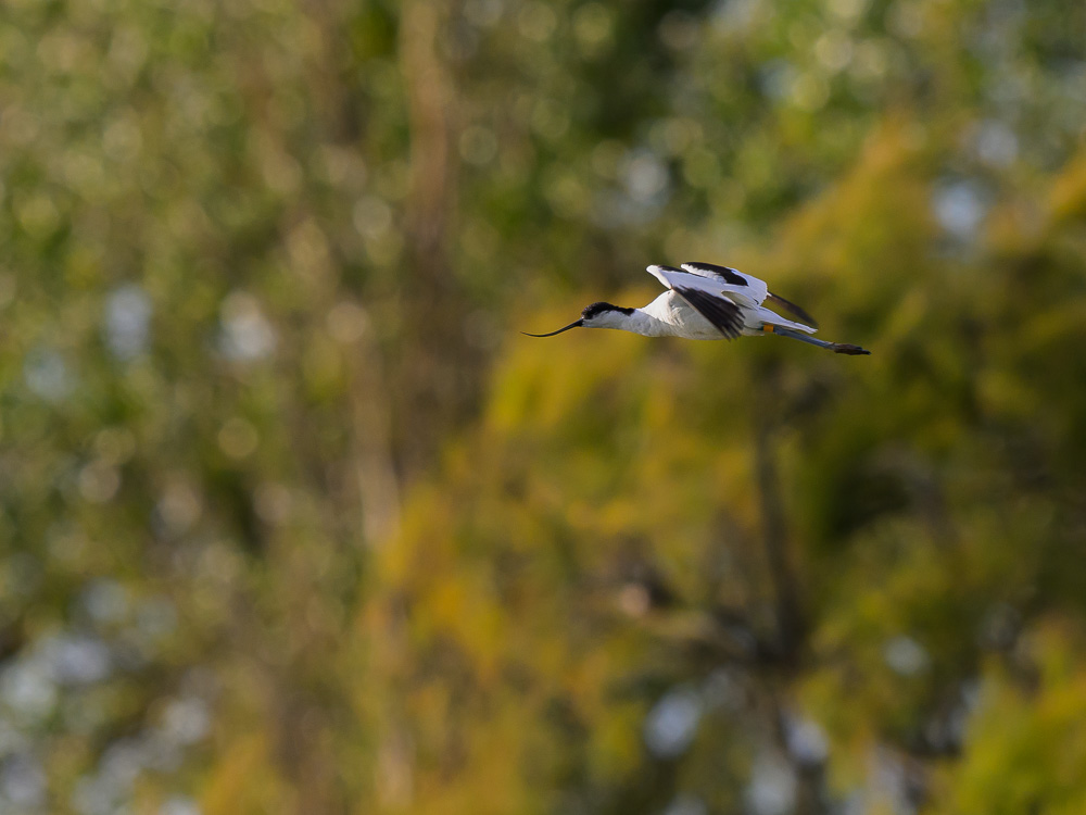 avocette-7.jpg