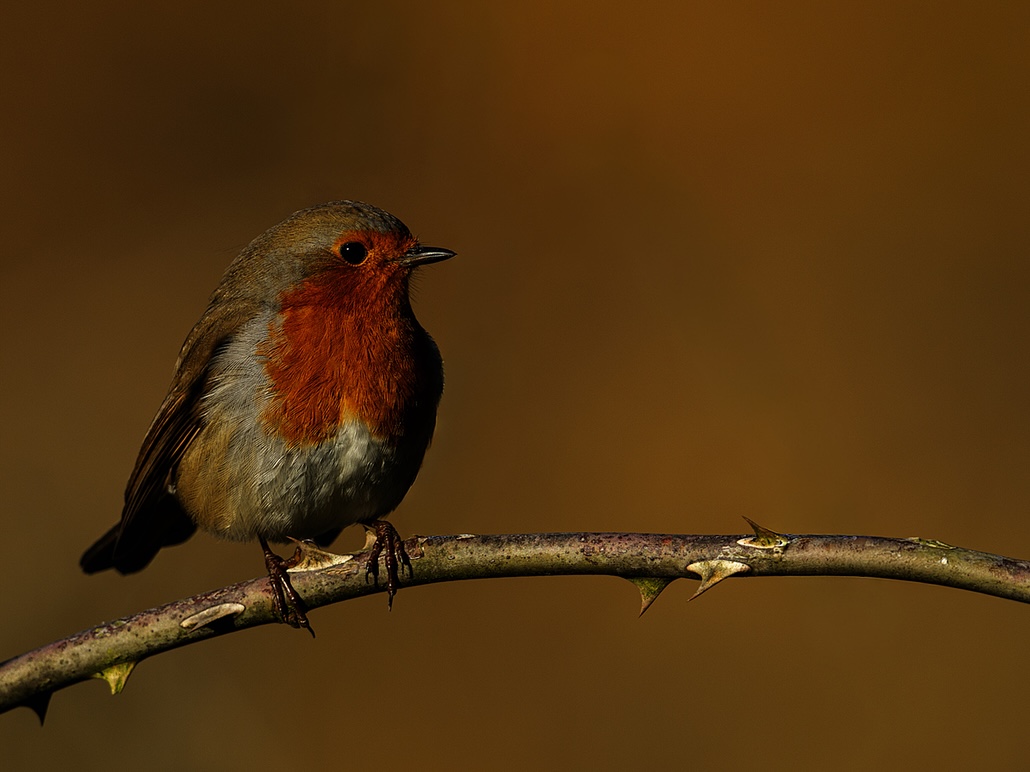 Rouge Gorge-31.JPG