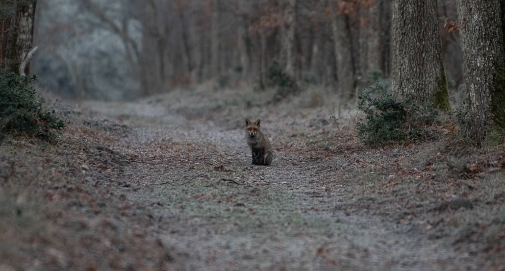 Renard.jpg