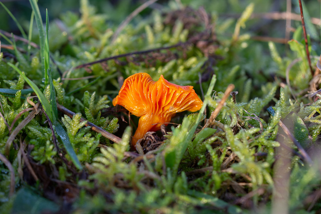 Champignon. Hygrophore cocciné. Hygrocybe coccinea.jpg