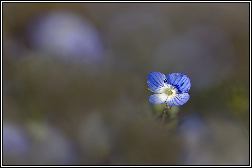 flore(1193_1201)Véronique_de_perse(Veronica_persica).jpg