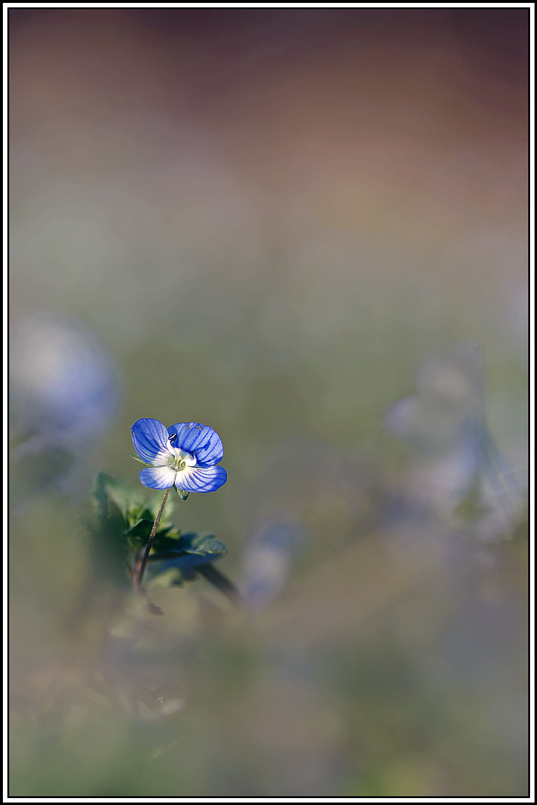 flore(1202_1209)Véronique_de_perse(Veronica_persica).jpg