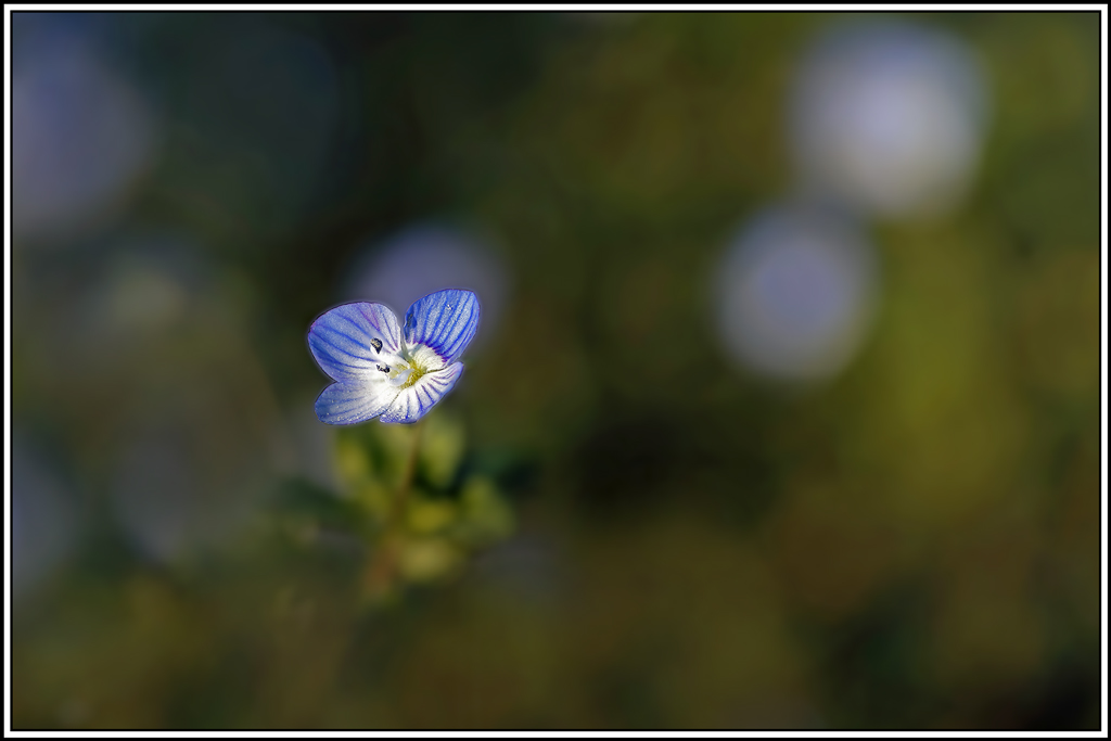 flore(1210_1223)Véronique_de_perse(Veronica_persica).jpg
