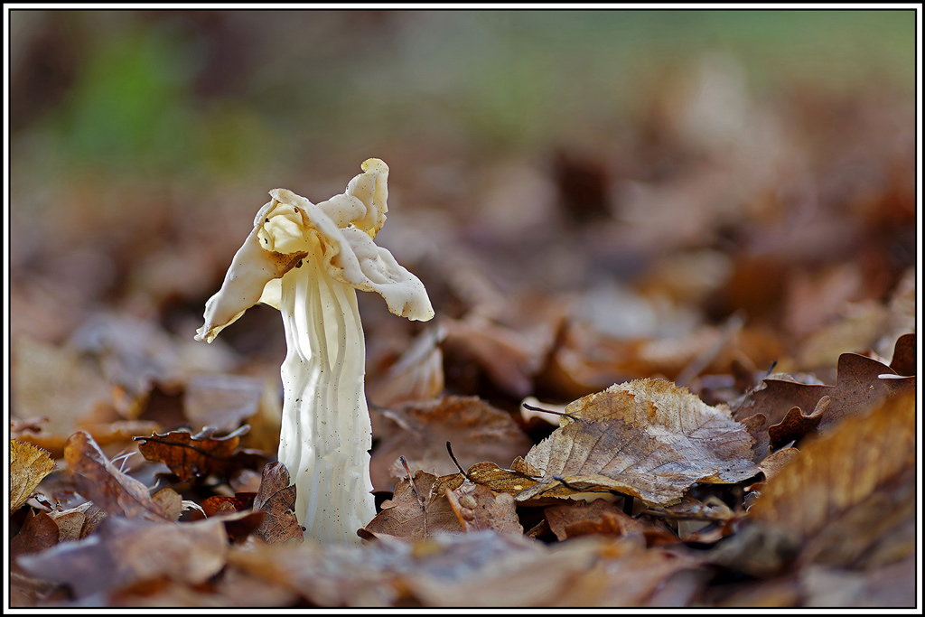 champignon(1029_1040)Helvelle_crépue(Helvella_crispa).jpg