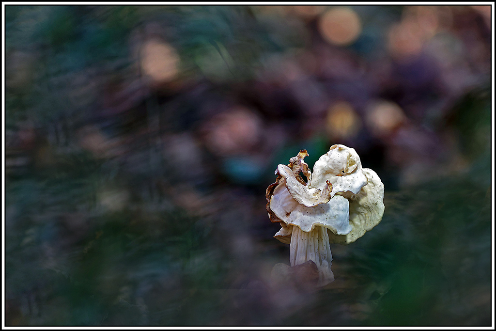 champignon(1041_1046)Helvelle_crépue(Helvella_crispa).jpg