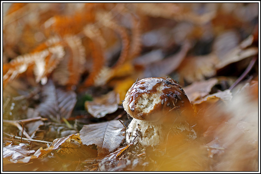 champignon(985_991)Cèpe_de_bordeaux(Boletus_edulis).jpg