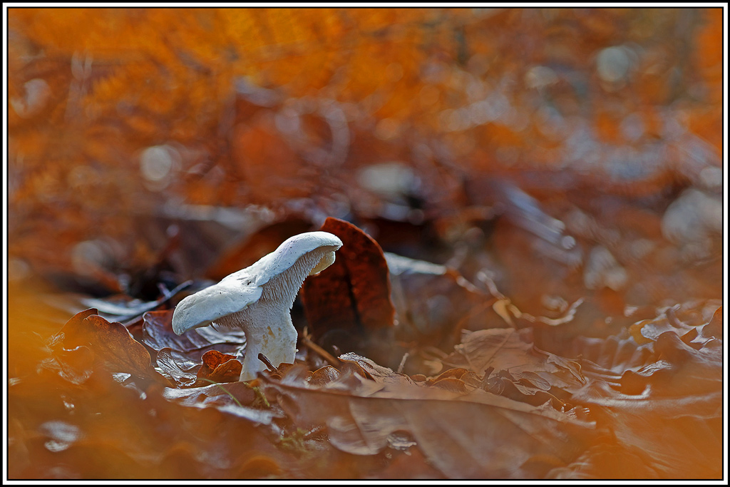 champignon(979_984)Pied_de_mouton(Hydnum_repandum).jpg