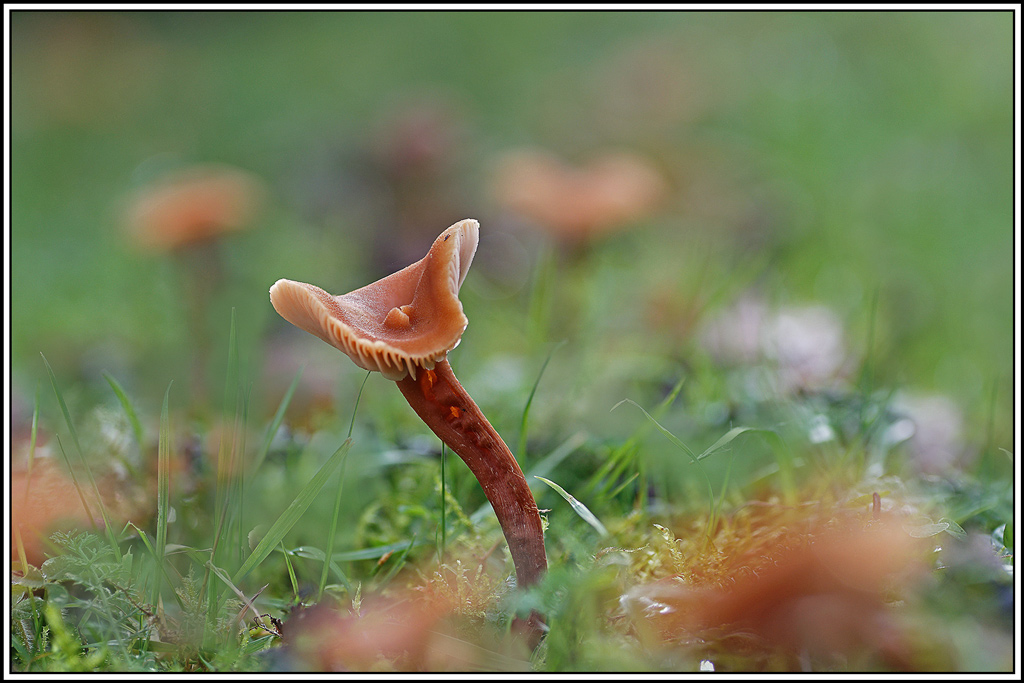 champignon(914_923)Laccaire-laque(Laccaria-laccata).jpg