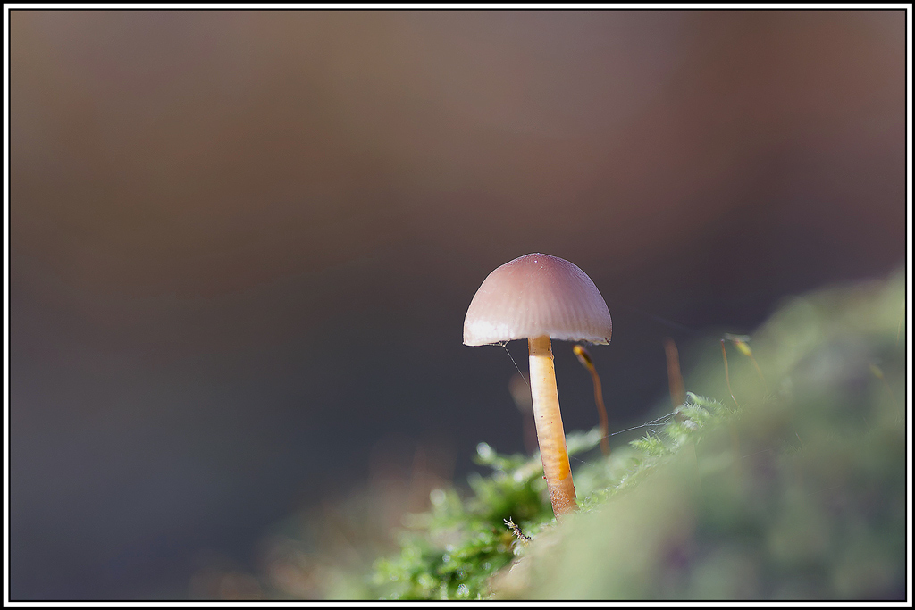 champignon(992_993)Mycène_à_pied_jaune(Mycena_renati).jpg