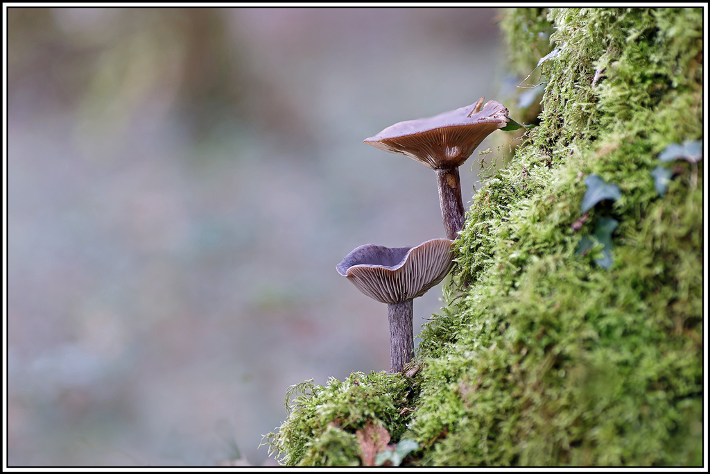 champignon(1007_1024)Clitocybe_en_coupe(Pseudoclitocybe_cyathiformis).jpg