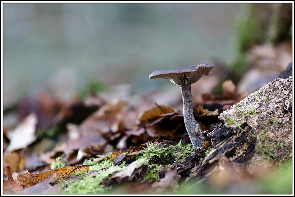 champignon(1025_1028)Clitocybe_en_coupe(Pseudoclitocybe_cyathiformis).jpg