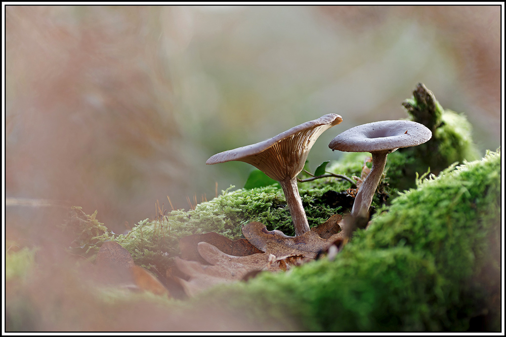 champignon(992_1006)Clitocybe_en_coupe(Pseudoclitocybe_cyathiformis).jpg