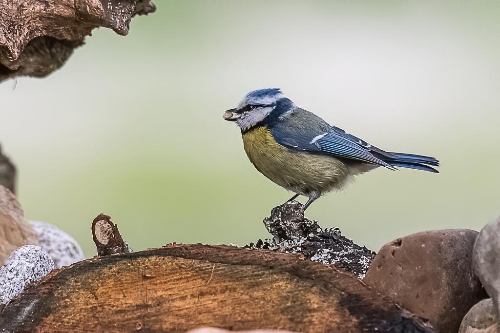 Mesange bleue (4).jpeg