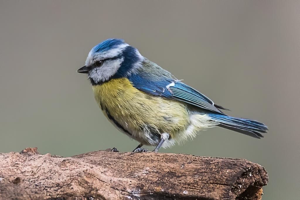 Mesange bleue (3).jpeg