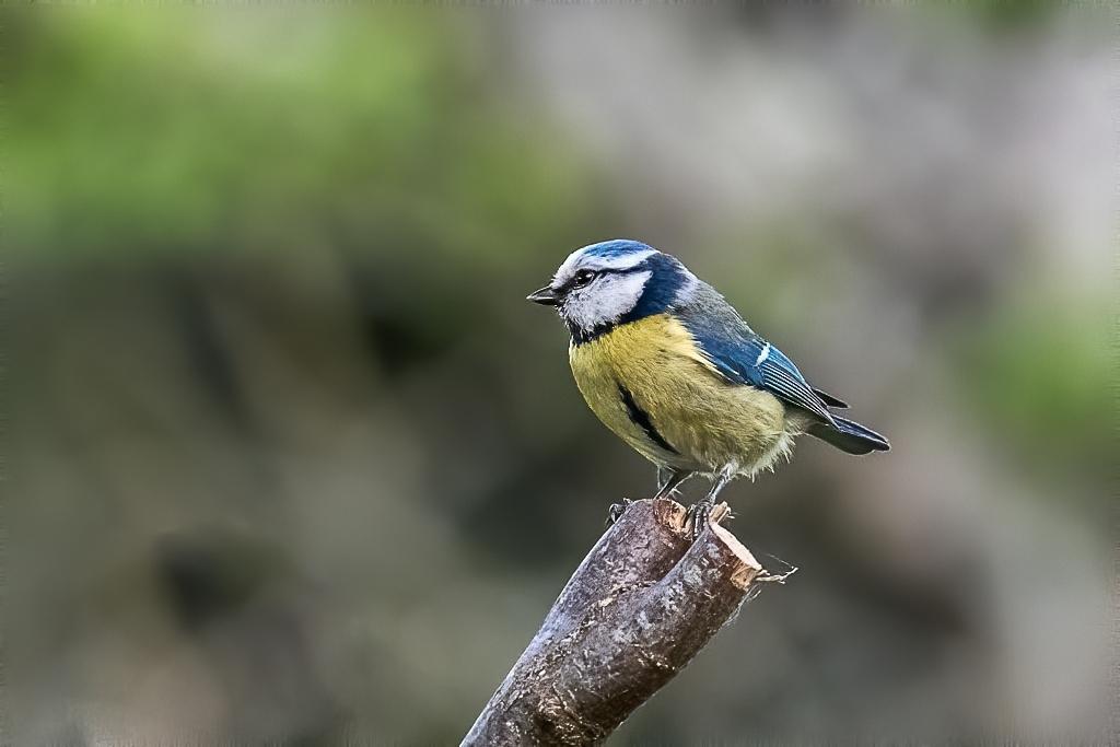 Mesange bleue (1).jpeg