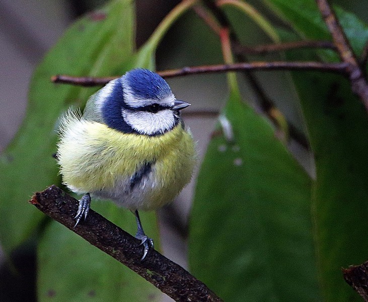 AC2A1163.JPG 2.JPG    2222222.JPG   redimens 1024.JPG