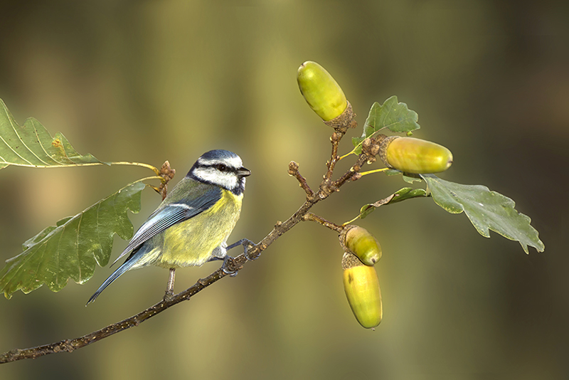 Jean-Claude Ortiz. Mésanges (2).jpg