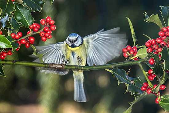 Jean-Claude Ortiz. Mésanges (3).jpg