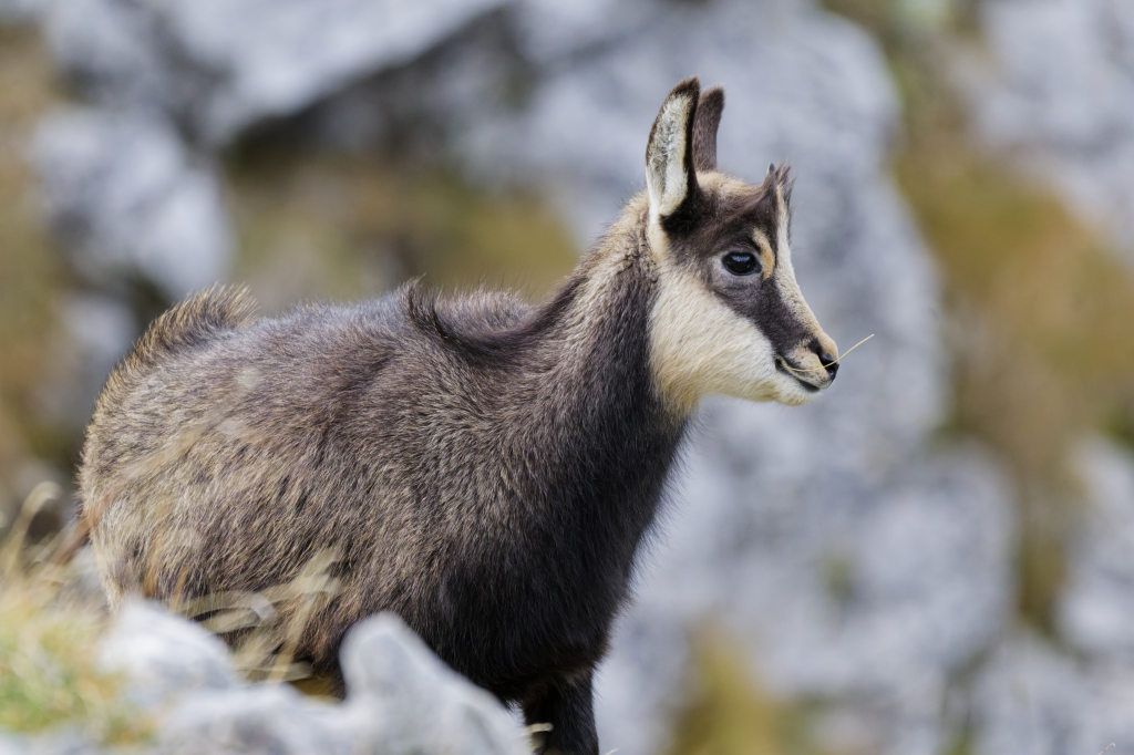 Chamois nov 2025-47.jpg