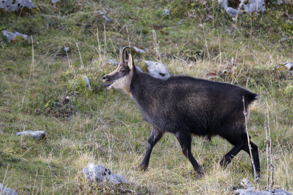 Chamois nov 2025-55.jpg