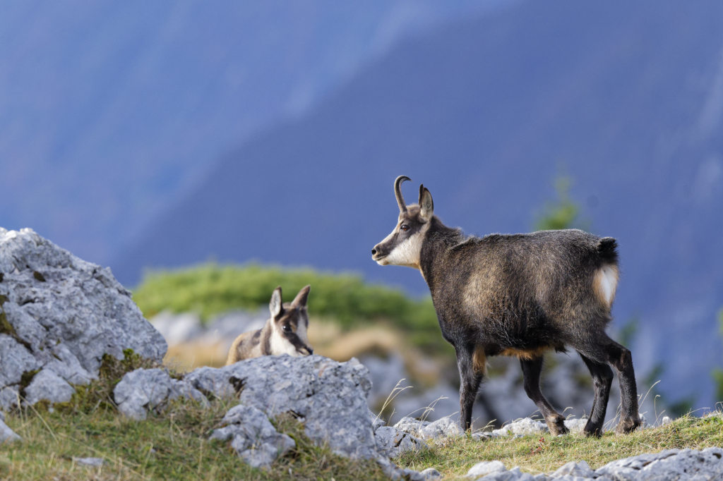 Chamois nov 2025-58.jpg