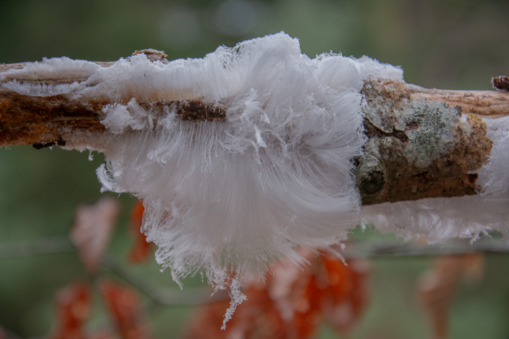 -01- Janvier 2025. Cheveu d'Ange.jpg