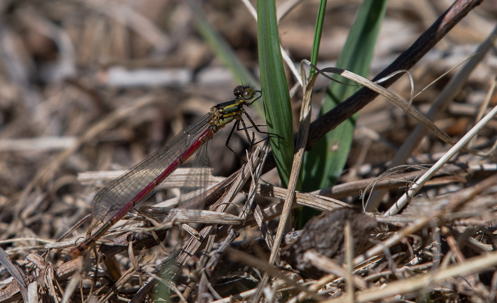 -04- Avril 2025. Libellule. Agrion au corp de feu. (Pyrrhosoma nymphula).jpg
